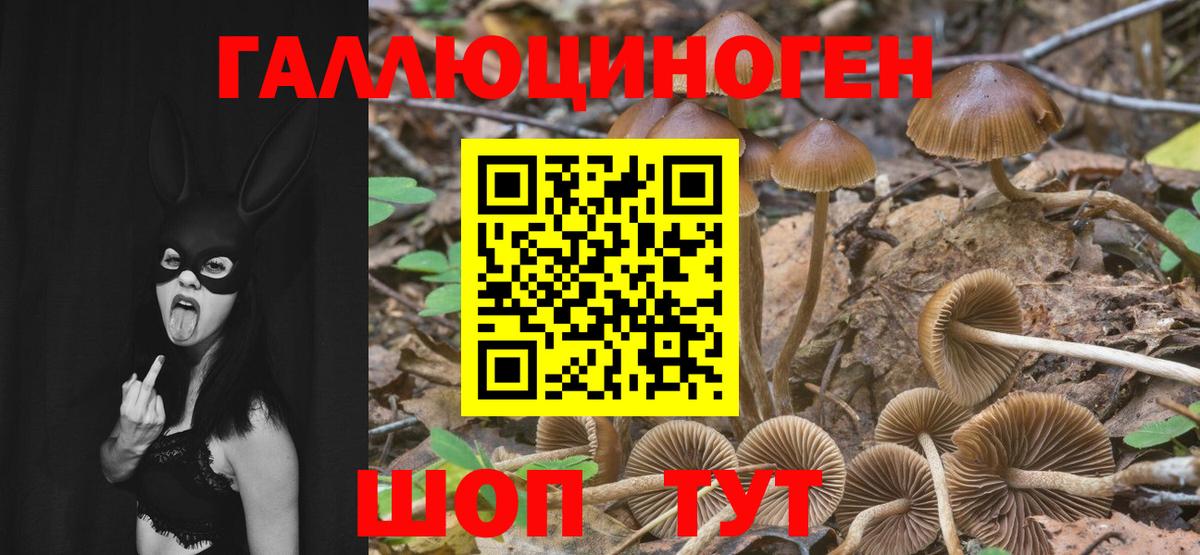 Галлюциногенные грибы Cubensis Норильск